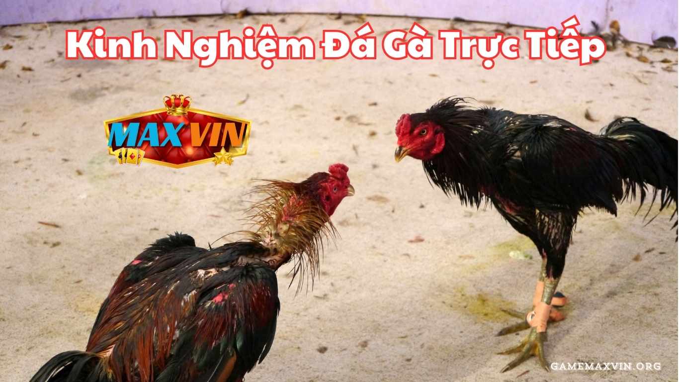 Kinh nghiệm tham gia đá gà Maxvin hiệu quả nhất